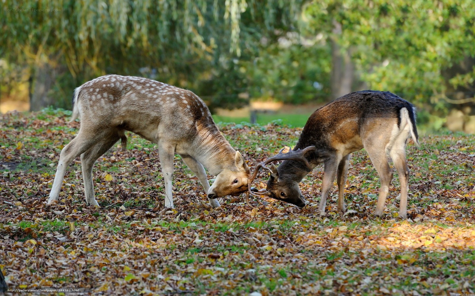 Deer locking antlers in forest