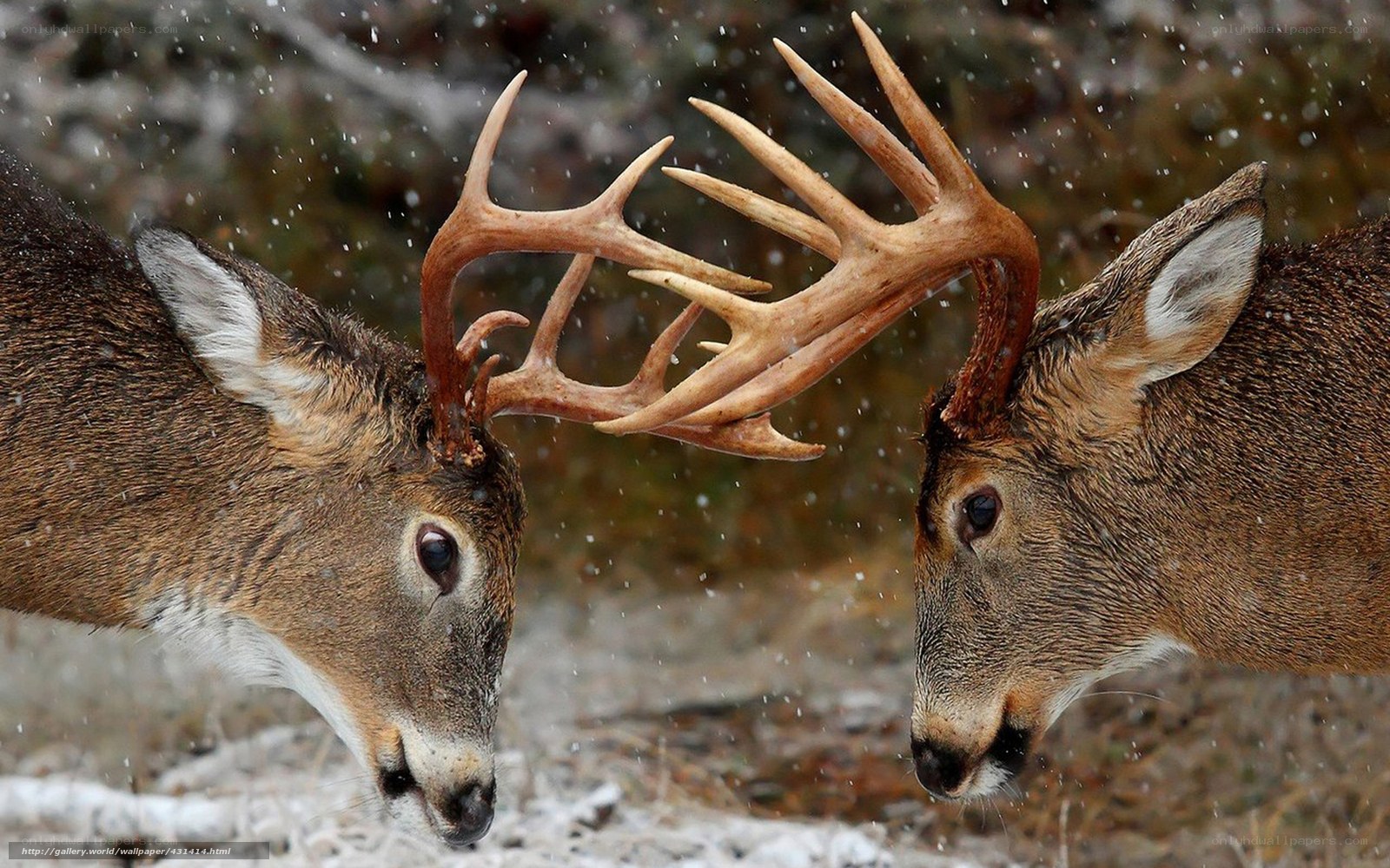 Deer locking antlers in snow