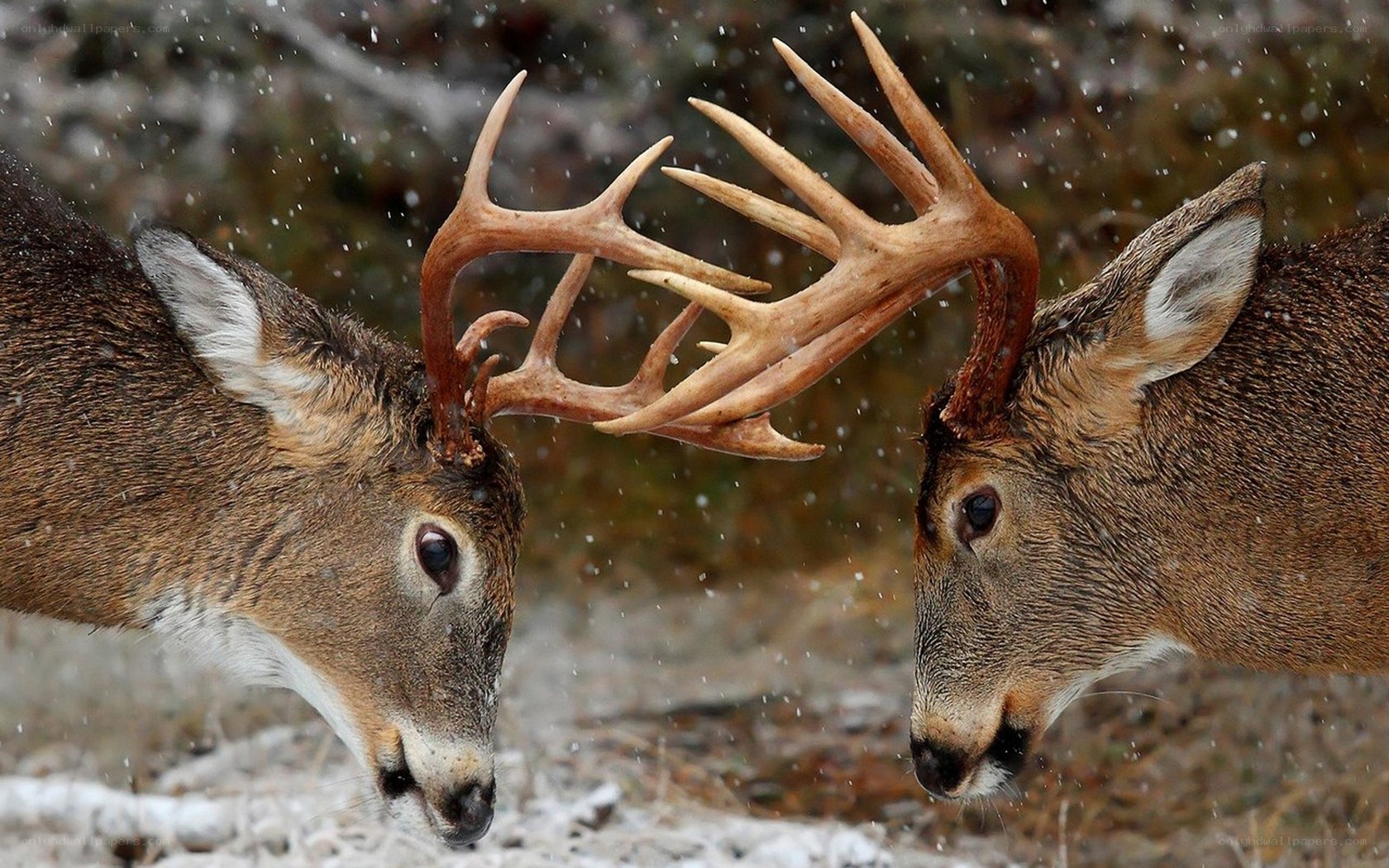 Deer locking antlers in snow