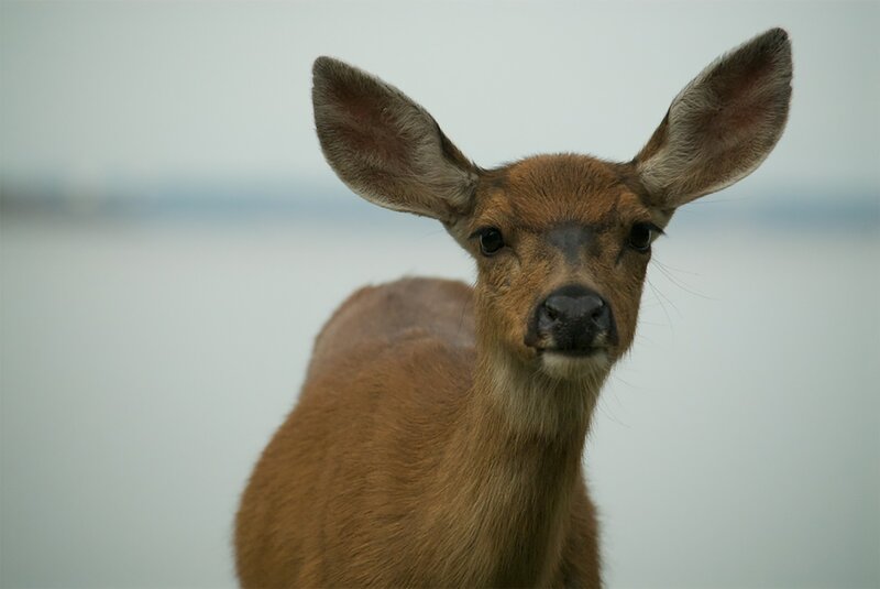 deer looking at camera