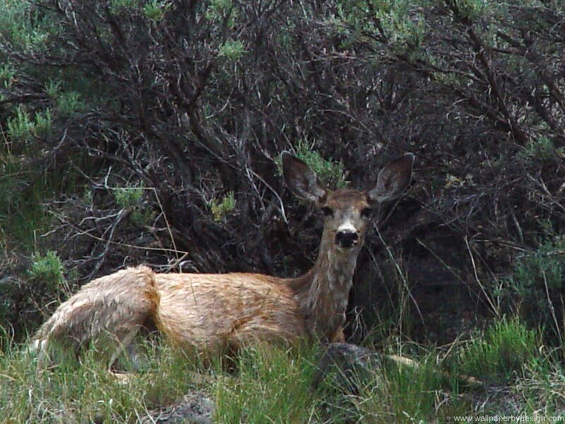 Deer Lying in Grass