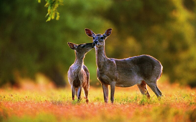 Deer mother and fawn in field