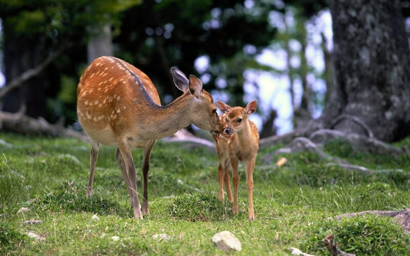 Deer mother and fawn in forest