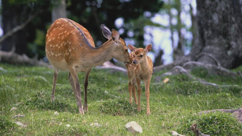 Deer mother and fawn