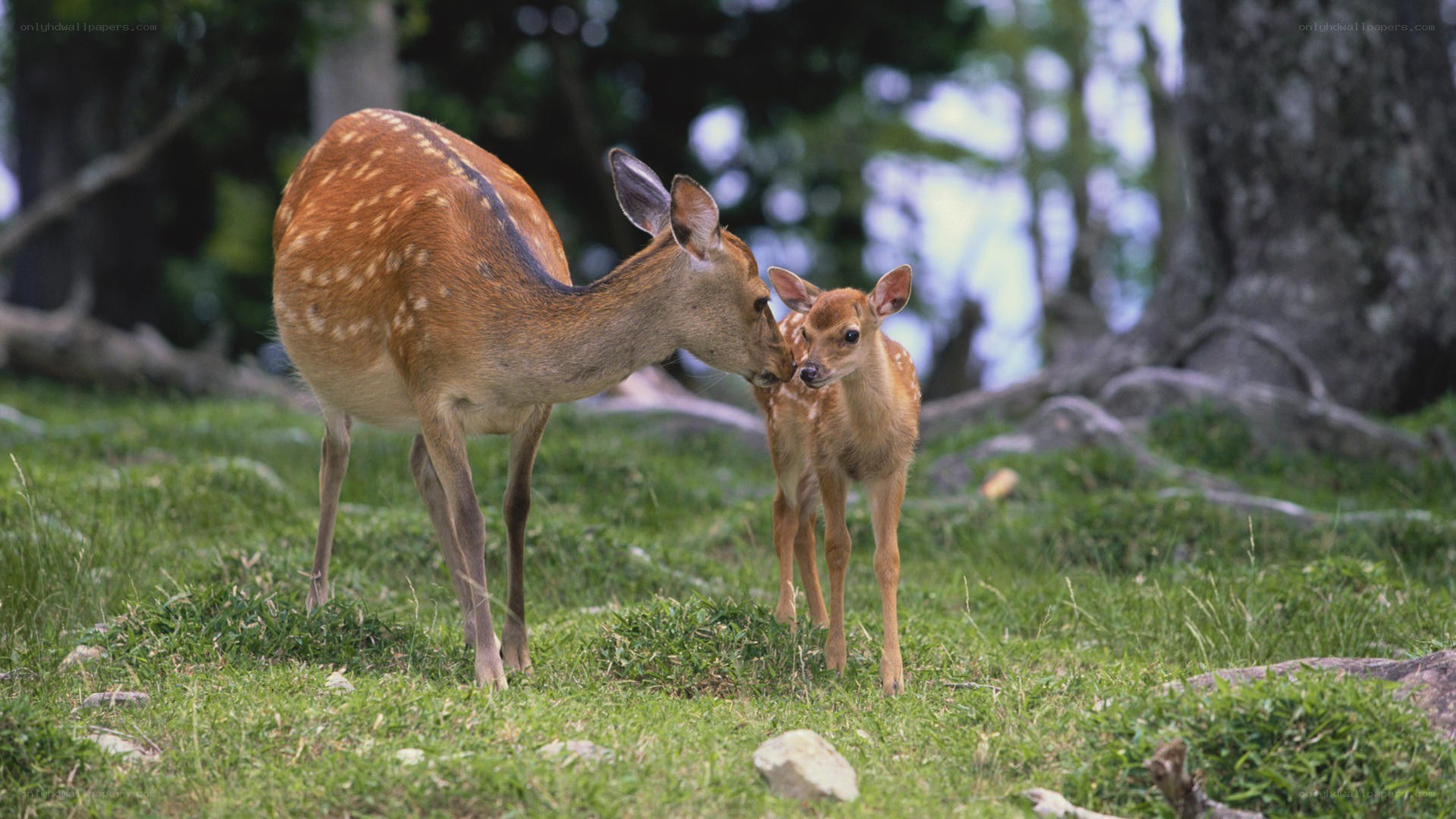 Deer mother and fawn