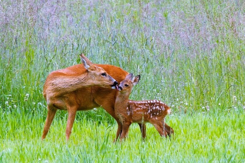 Deer mother grooming fawn