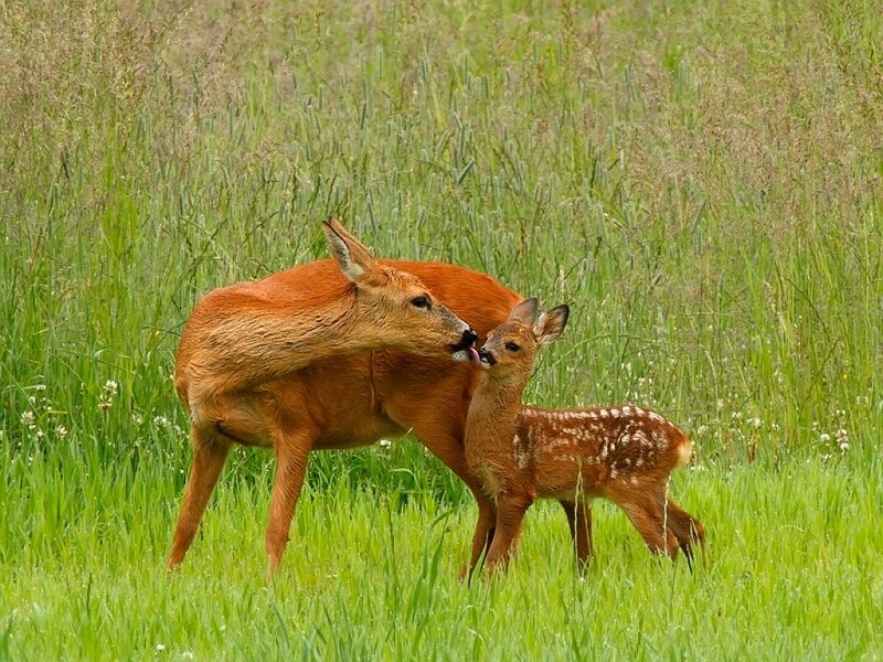 Deer mother grooming fawn