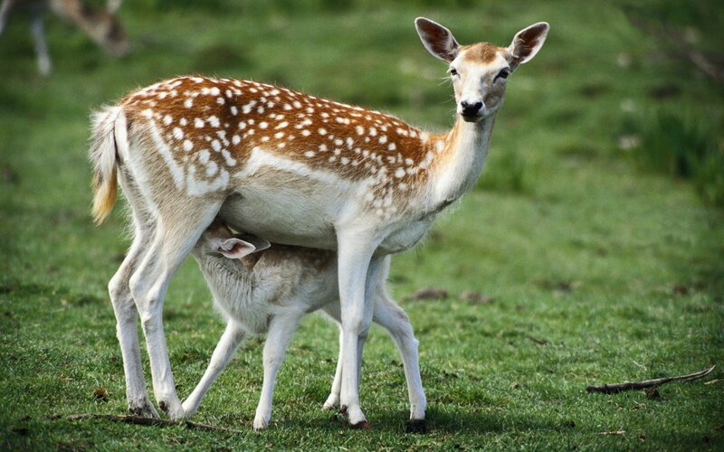Deer mother nursing fawn