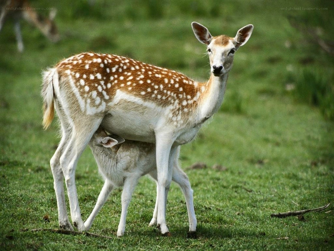Deer mother nursing fawn