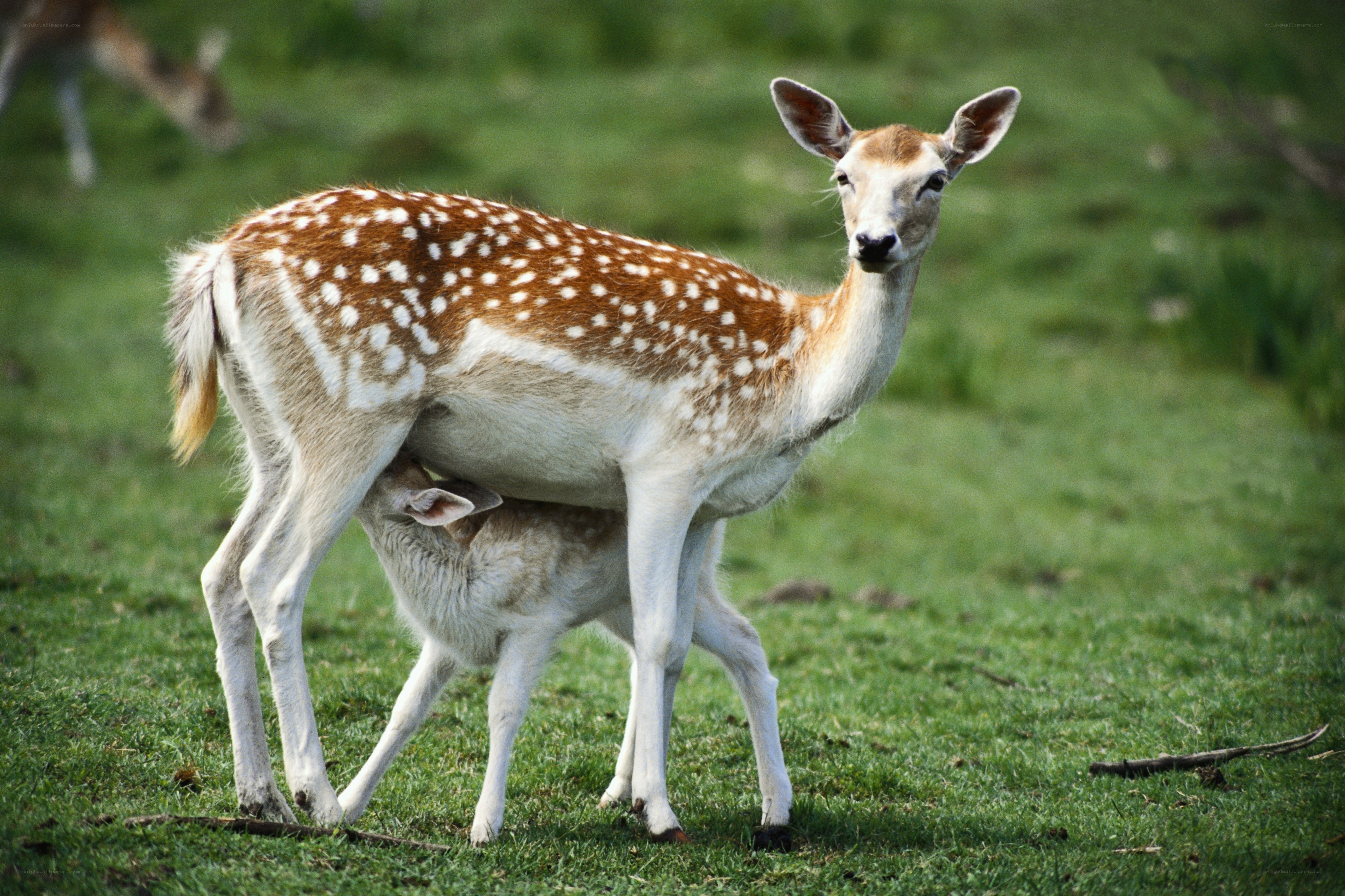 Deer mother nursing fawn