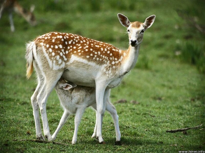 Deer mother nursing her fawn
