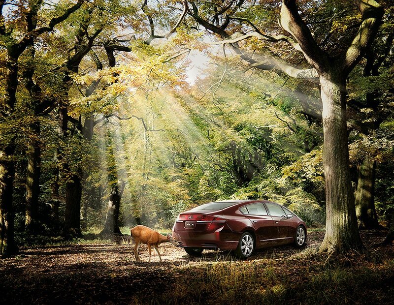 Deer near car in forest