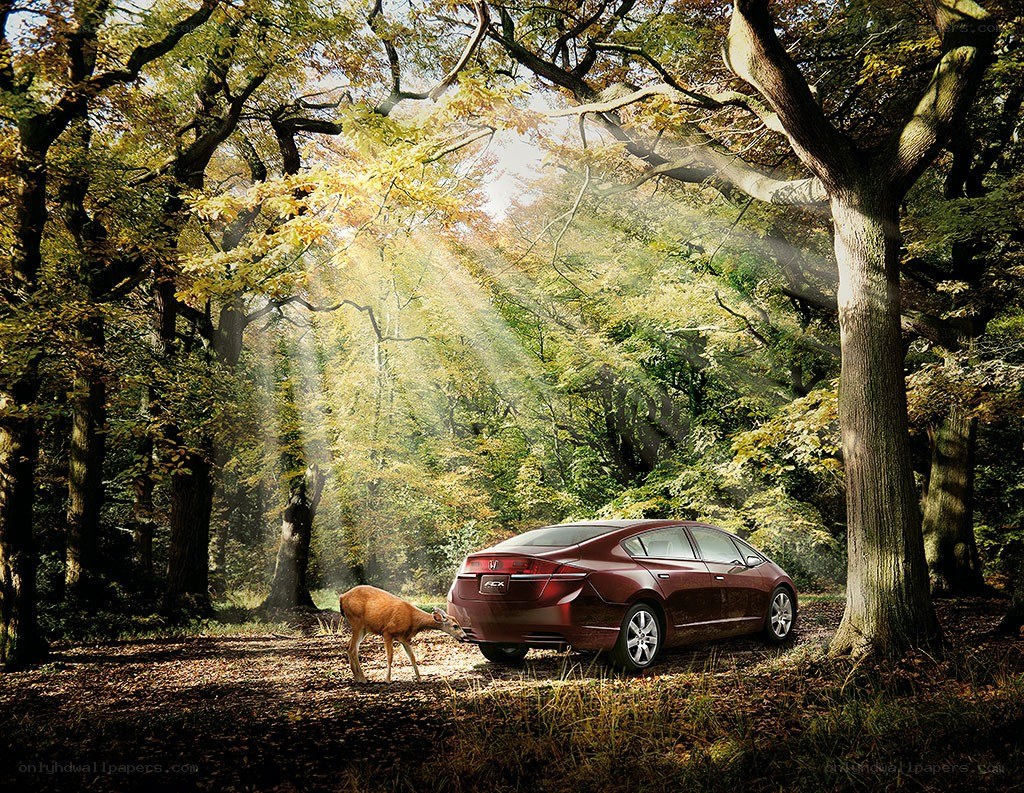 Deer near car in forest