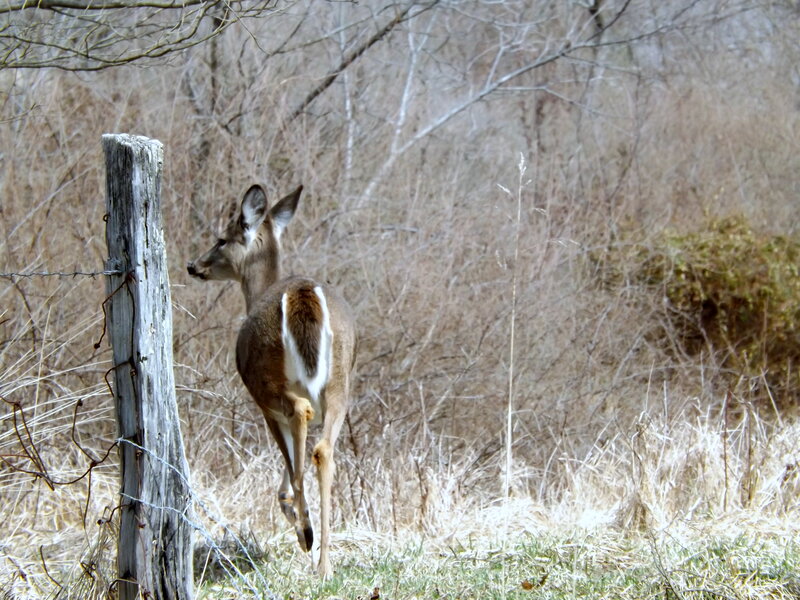 Deer Near Fence Post