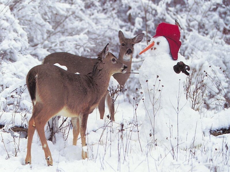 Deer near snowman in winter