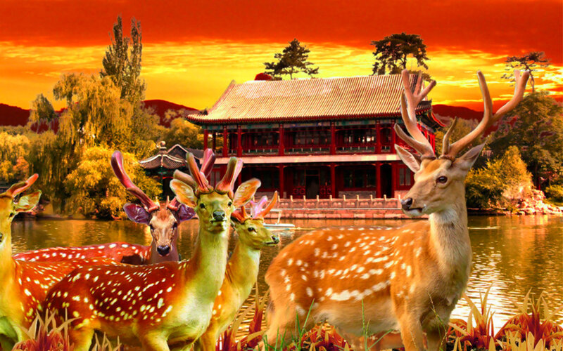 Deer Near Temple