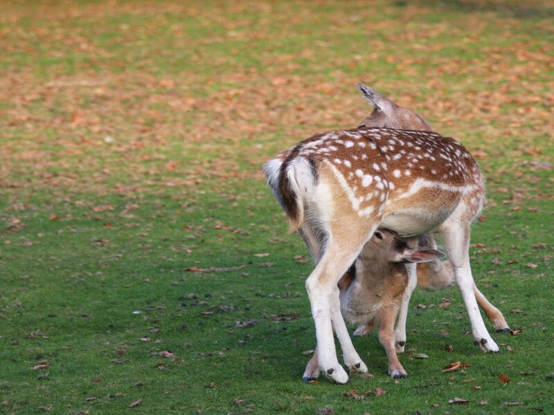 Deer nursing its fawn