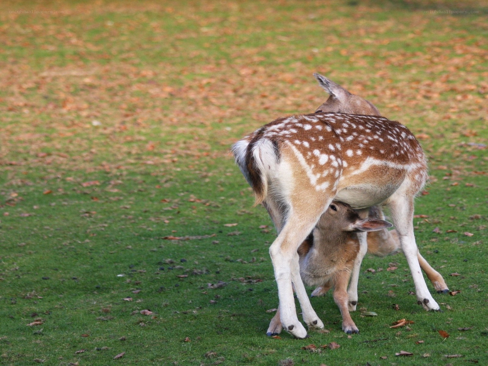 Deer nursing its fawn