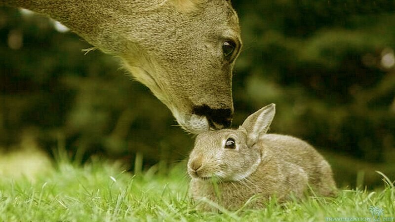 Deer Nuzzling Rabbit