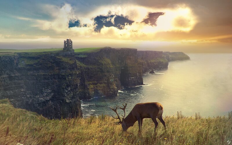 Deer on a cliff at sunset