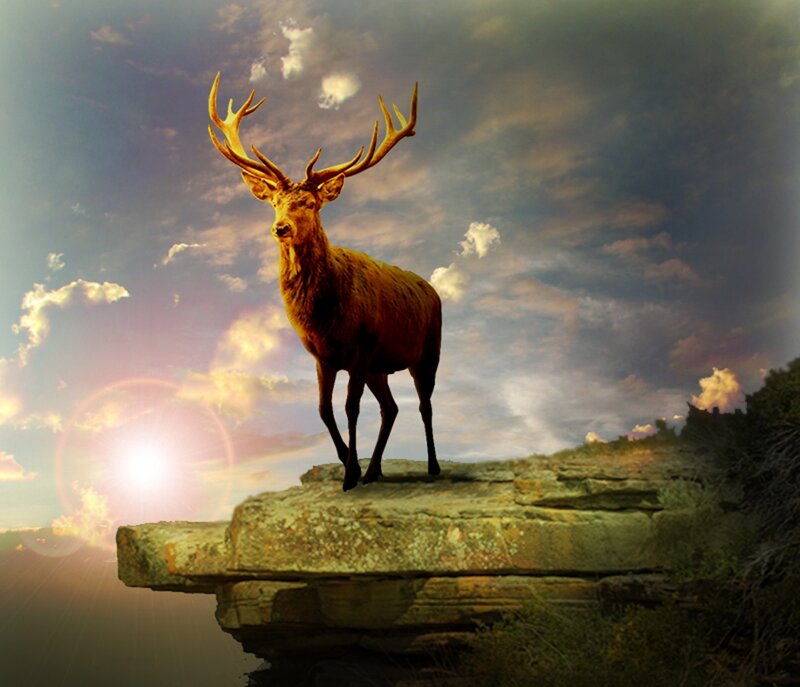 Deer on a Cliff — Brown
