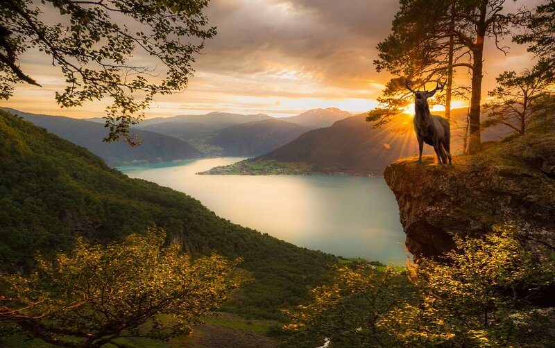 Deer on a Cliff — Green, Serene, Sunset