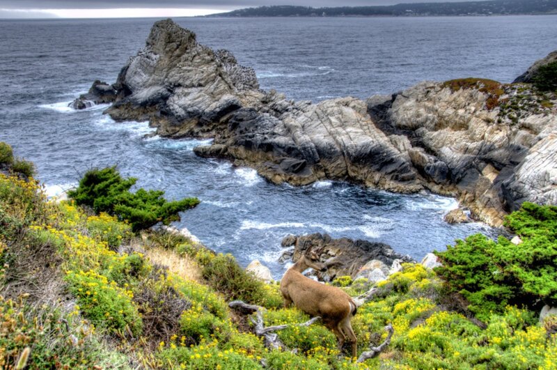 Deer on a Cliff