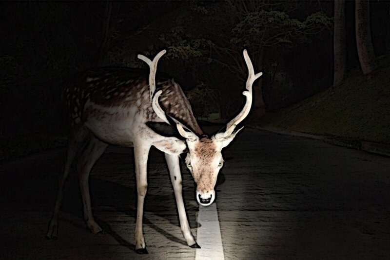 Deer on a dark road at night