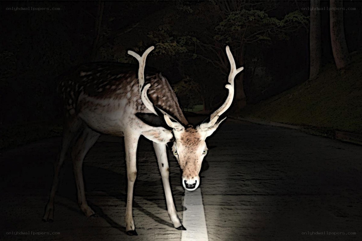 Deer on a dark road at night