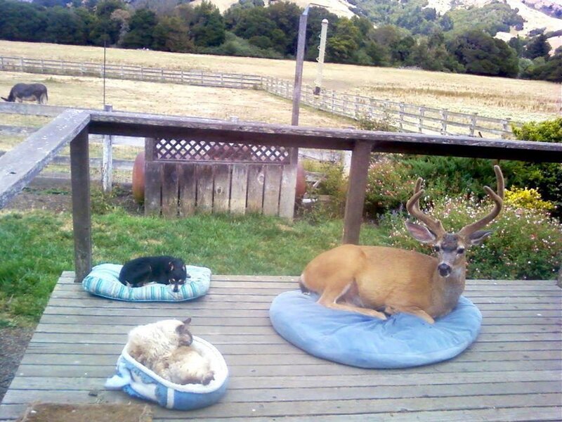 Deer on a Deck
