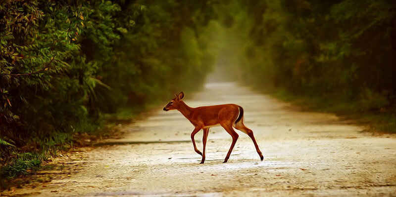 Deer on a Dirt Road