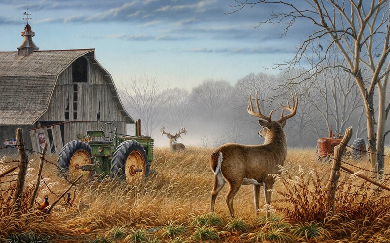 Deer on a Farm
