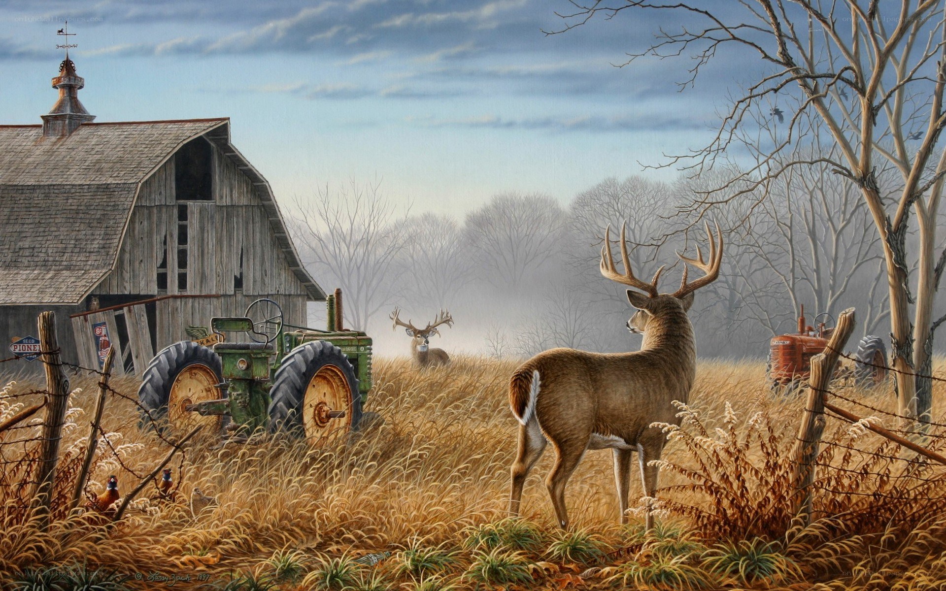 Deer on a Farm