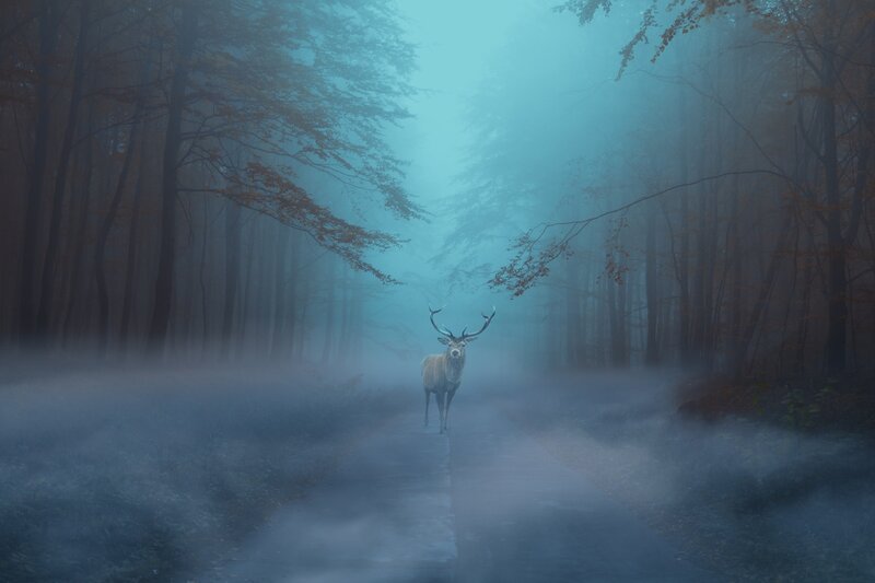 Deer on a Foggy Path