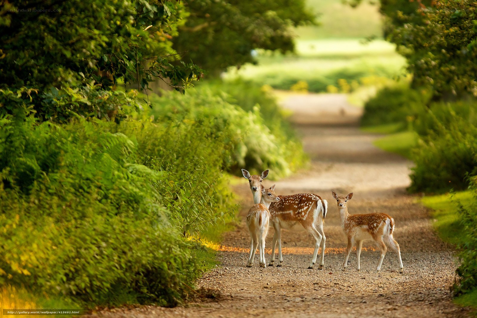 Deer on a forest path