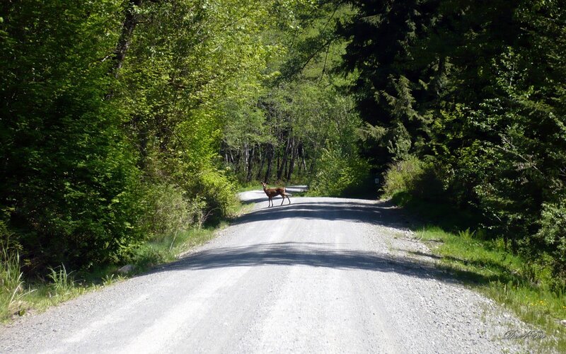 Deer on a forest road