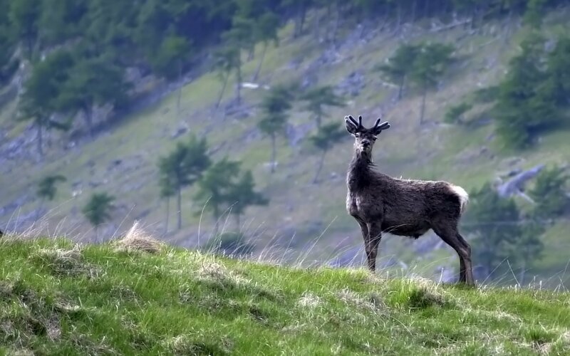 Deer on a grassy hillside