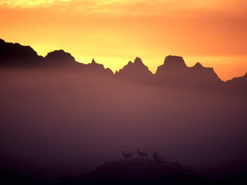 Deer on a Hill — Orange