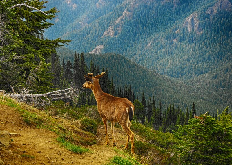 Deer on a mountain trail