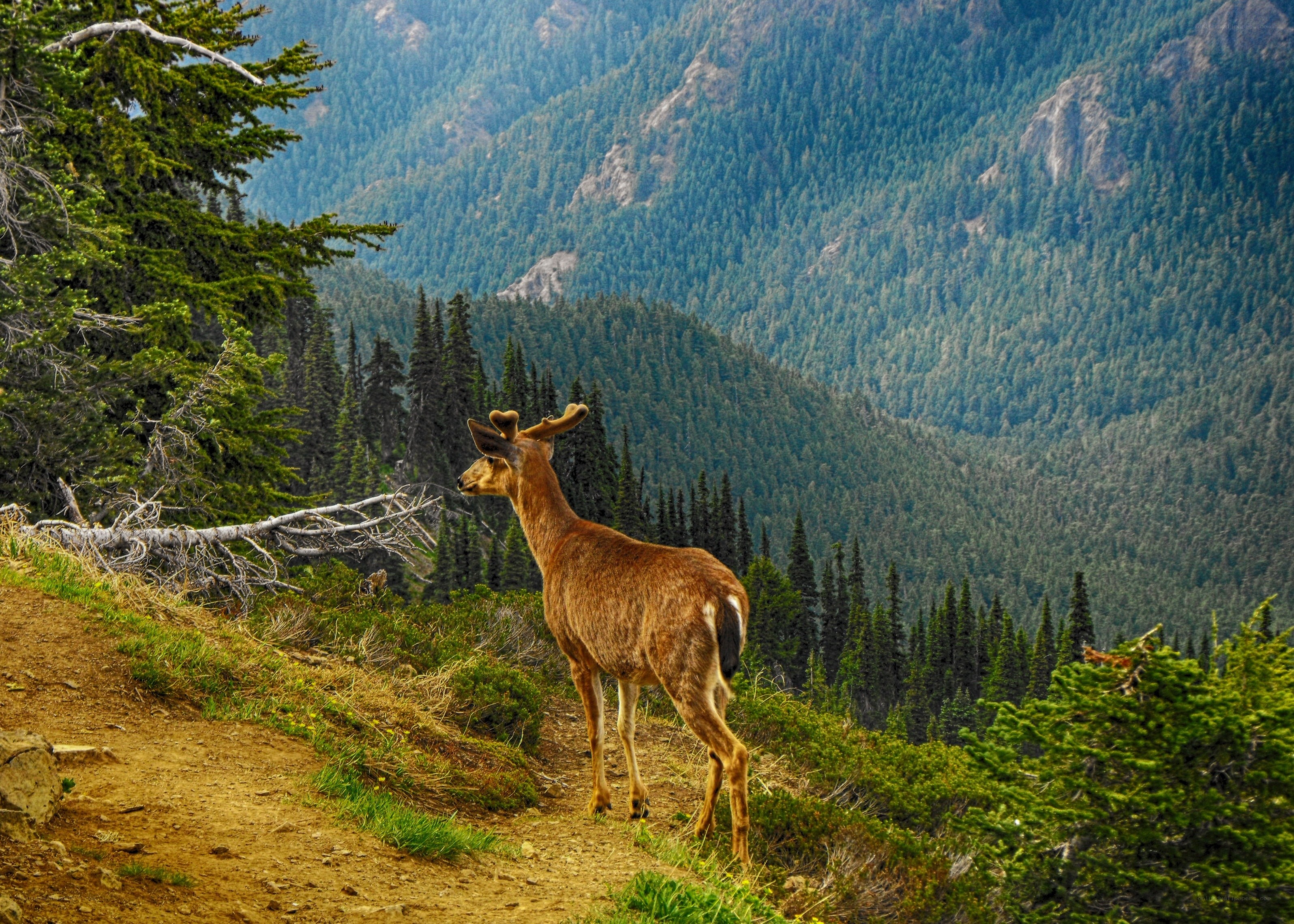 Deer on a mountain trail