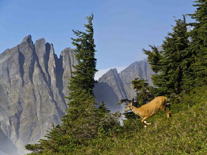 Deer on a Mountainside