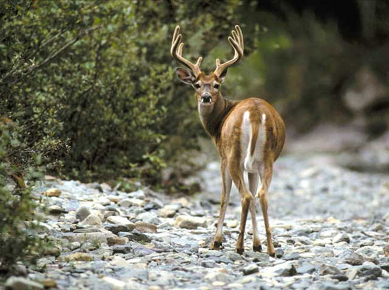 deer on a rocky path