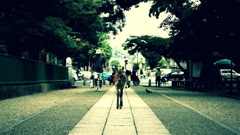 Deer on a Sidewalk — Green