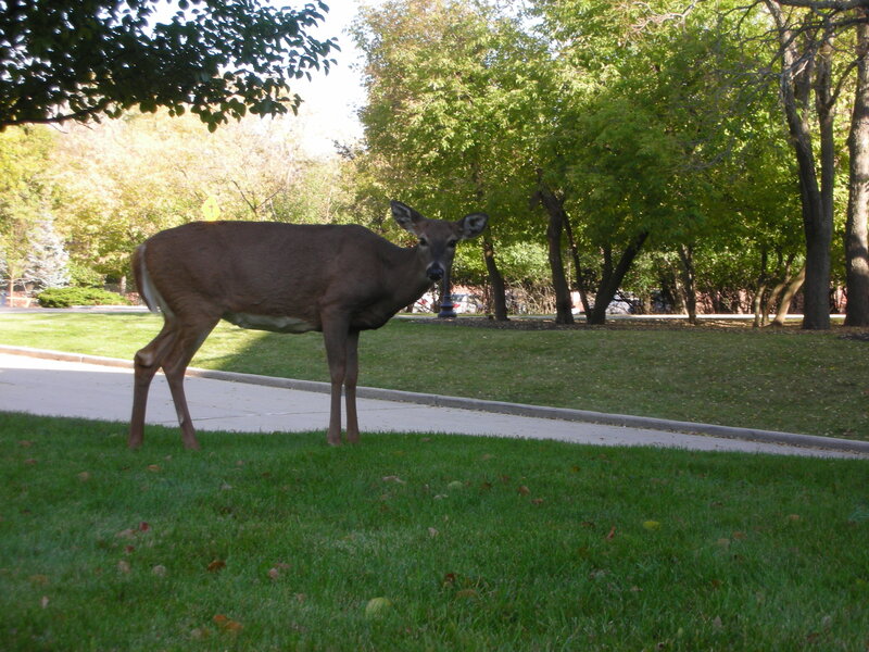 Deer on a sidewalk