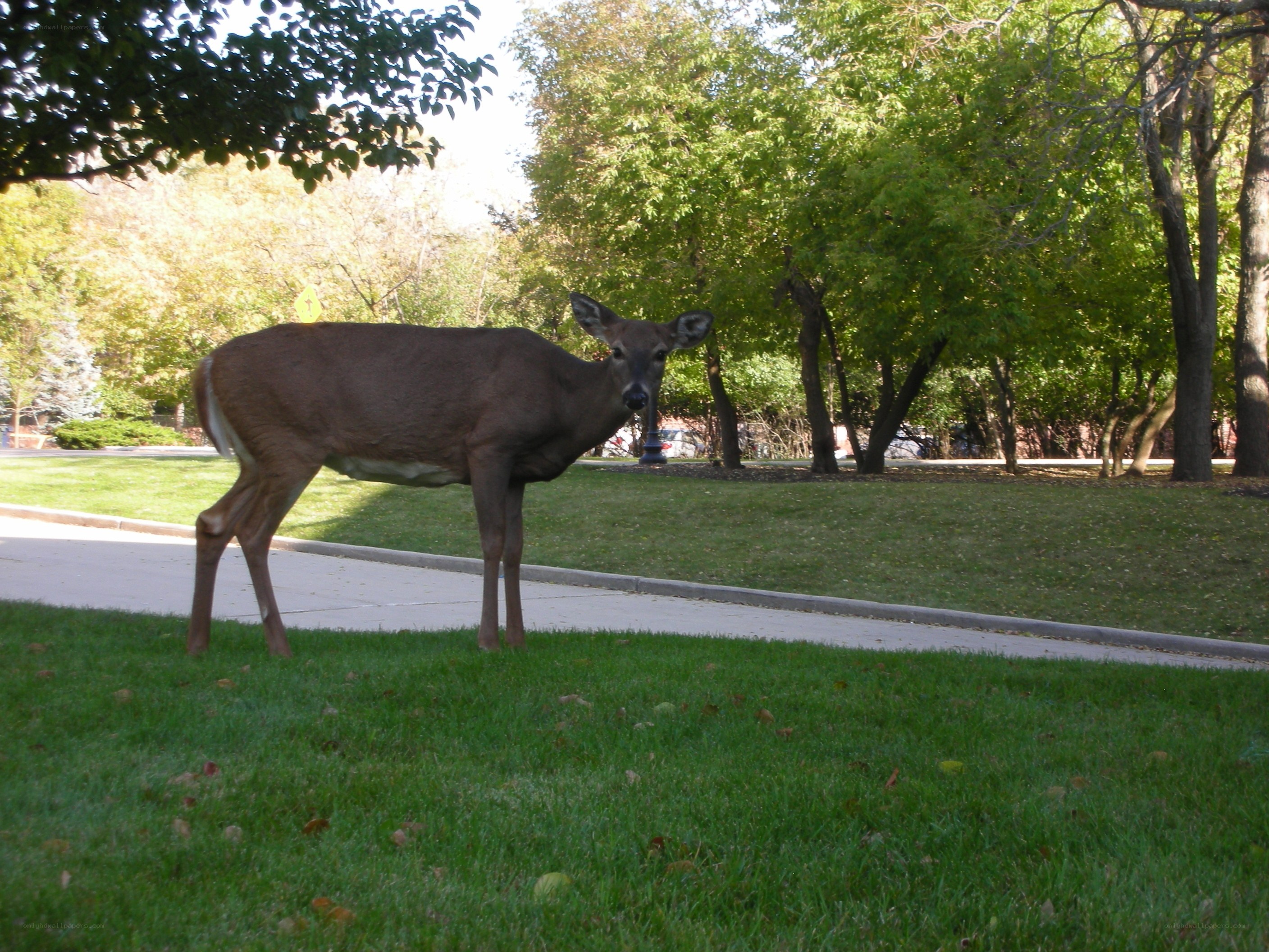 Deer on a sidewalk