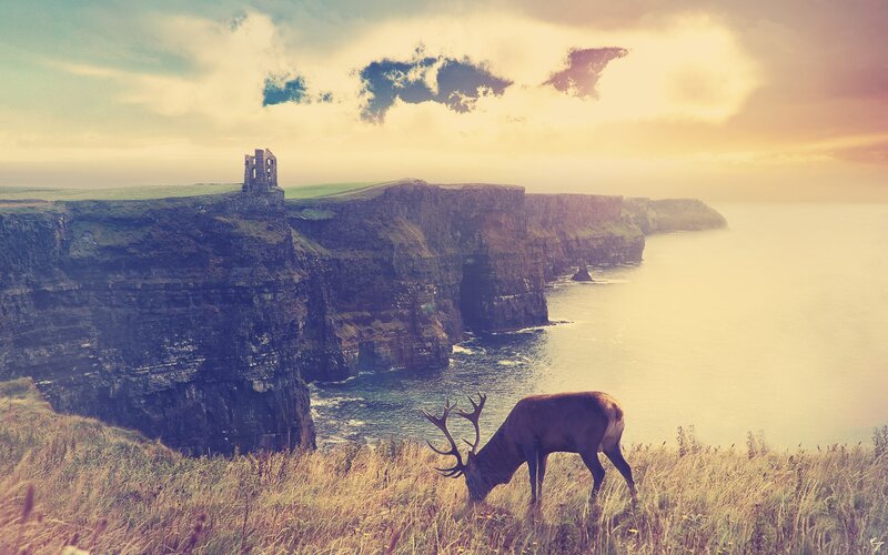 Deer on Cliffs at Sunset