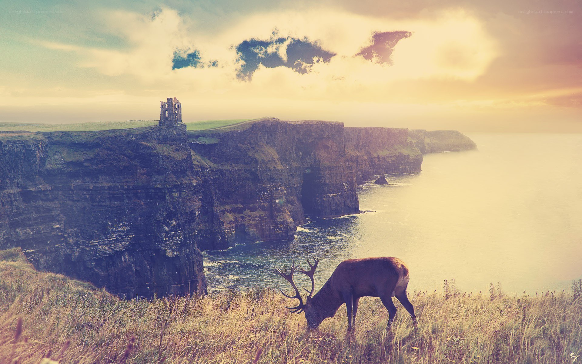 Deer on Cliffs at Sunset