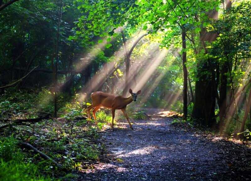 Deer on Forest Path — Green, Serene