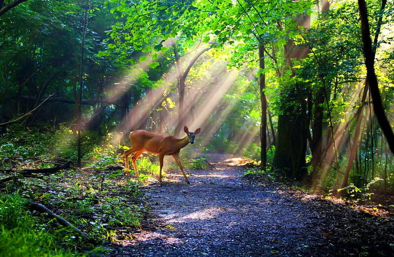 Deer on Forest Path — Green