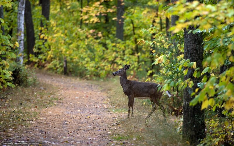Deer on forest path